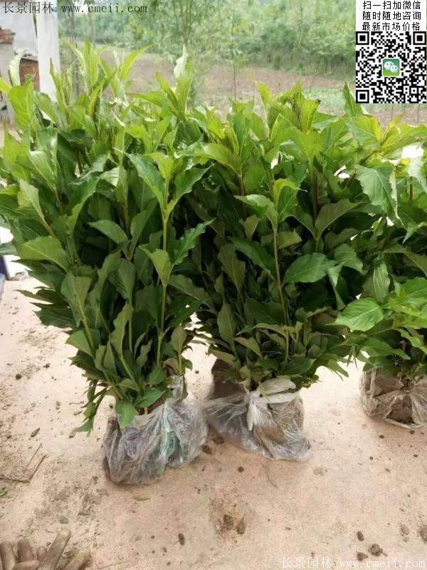 红王子锦带 红王子锦带