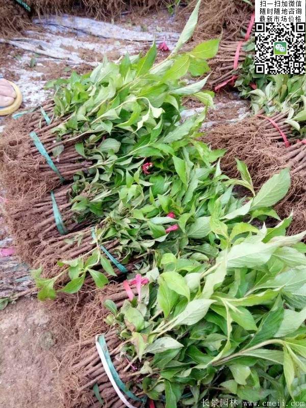 红王子锦带 红王子锦带