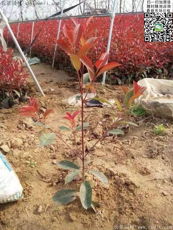 红叶石楠