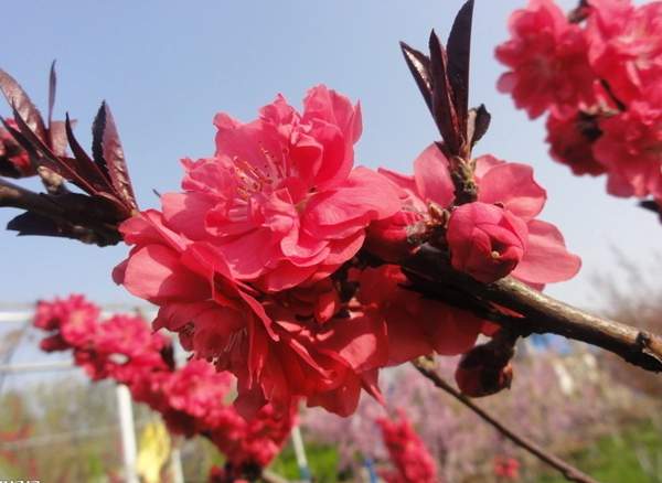 红叶碧桃花 红叶碧桃花