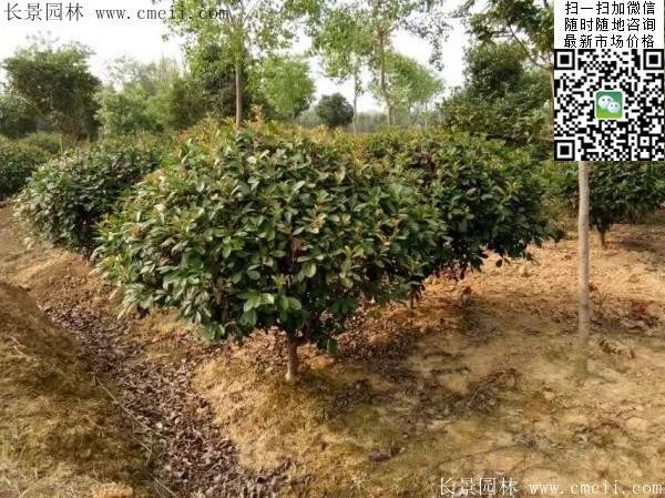 红叶石楠--长景园林 红叶石楠--长景园林