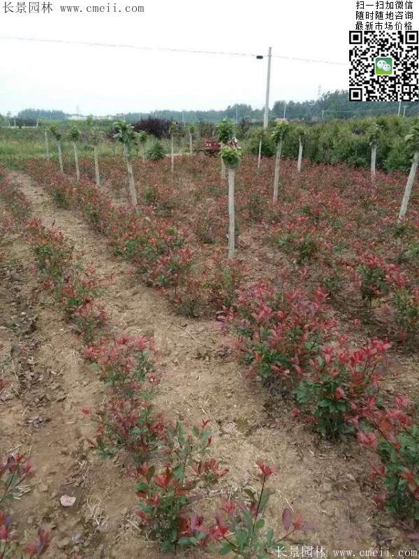 红叶石楠--长景园林 红叶石楠--长景园林