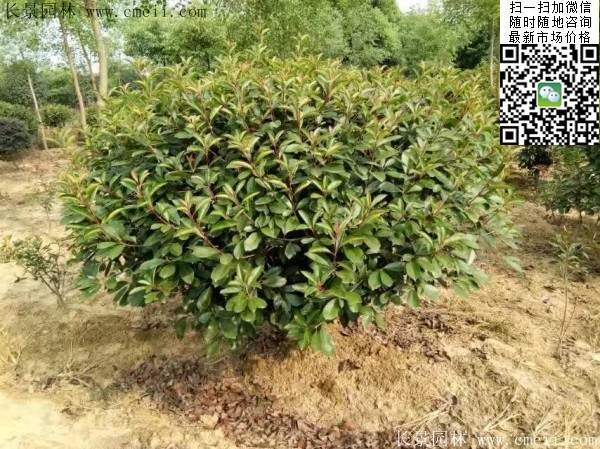 红叶石楠--长景园林 红叶石楠--长景园林