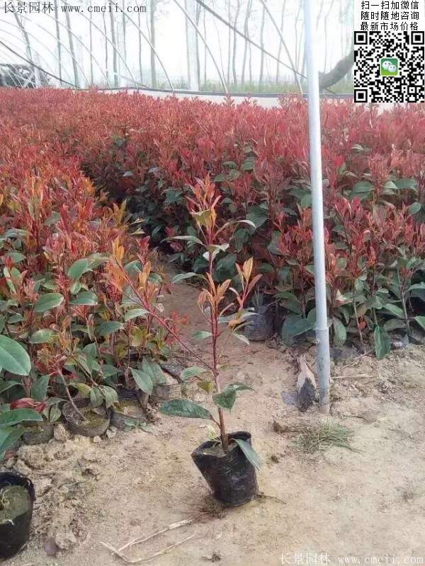 红叶石楠--长景园林 红叶石楠--长景园林