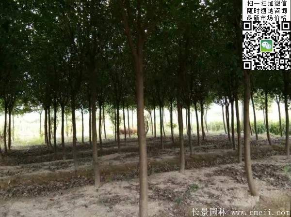 红叶石楠--长景园林 红叶石楠--长景园林