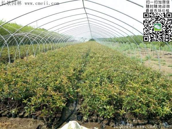 红叶石楠--长景园林 红叶石楠--长景园林