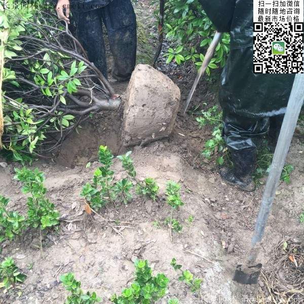 红叶石楠球--长景园林 红叶石楠球--长景园林