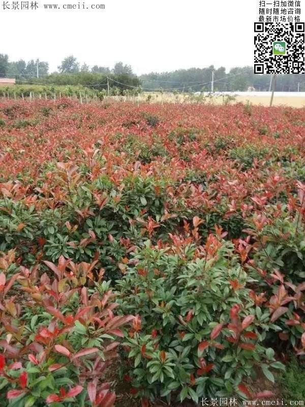 红叶石楠--长景园林 红叶石楠--长景园林
