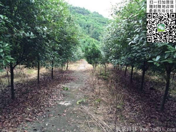红叶石楠--长景园林 红叶石楠--长景园林