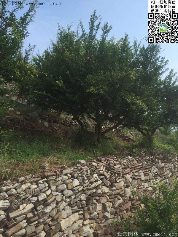 石榴树 石榴树