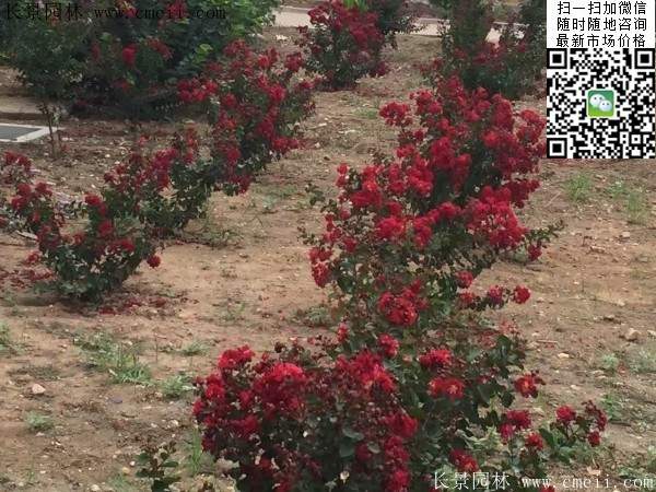 紫薇树苗