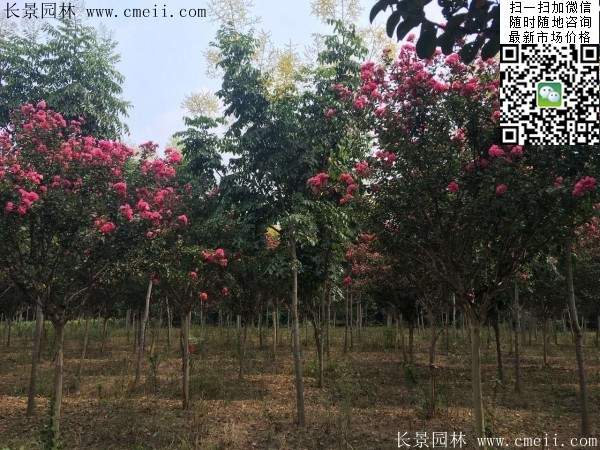 专家告诉你,市场上紫薇花树价格是多少?