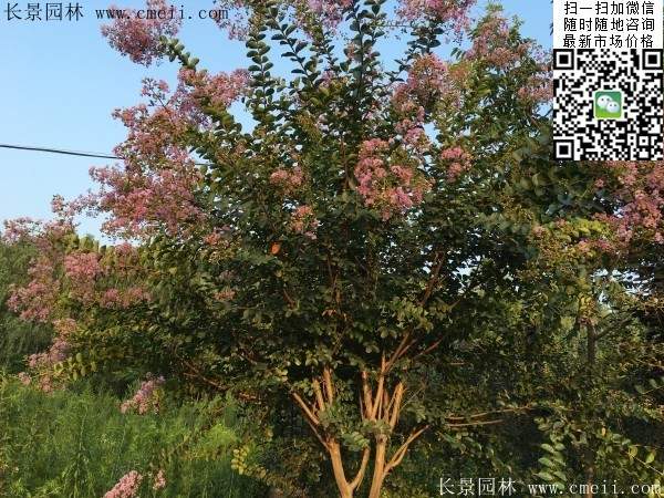 专家告诉你,市场上紫薇花树价格是多少?