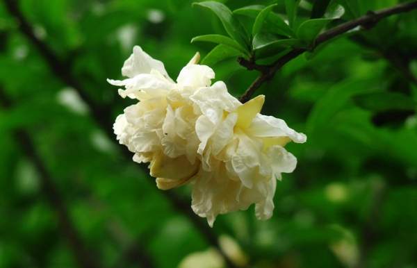 黄石榴花 黄石榴花