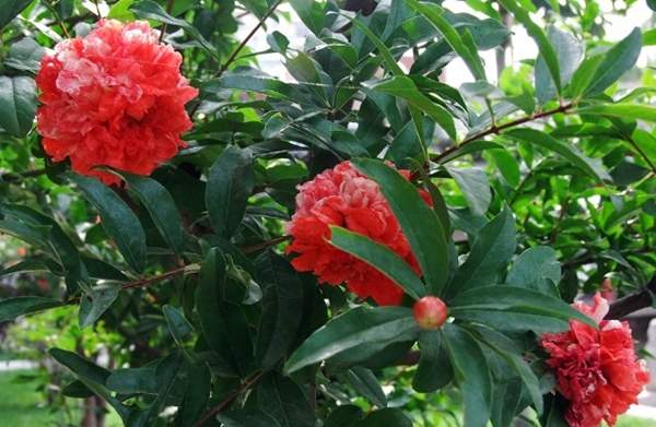 红石榴花 红石榴花