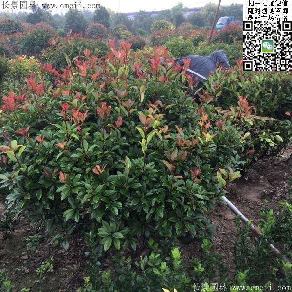 红叶石楠--长景园林 红叶石楠--长景园林