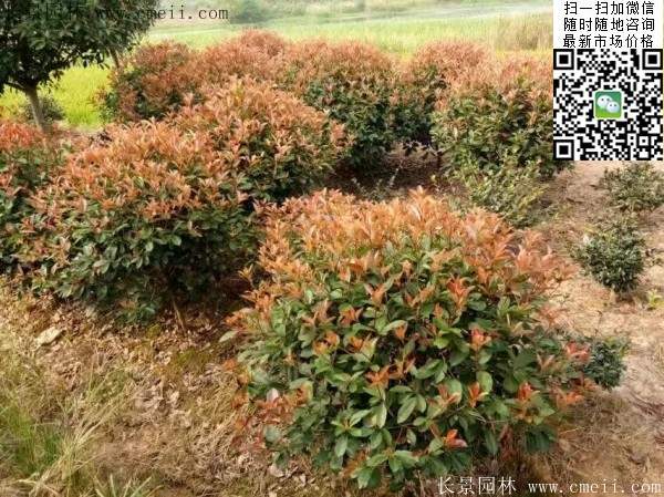 红叶石楠--长景园林 红叶石楠--长景园林