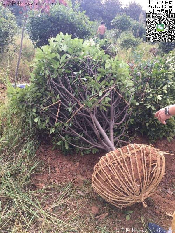 红叶石楠--长景园林 红叶石楠--长景园林