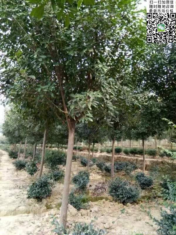 红叶石楠树--长景园林 红叶石楠树--长景园林
