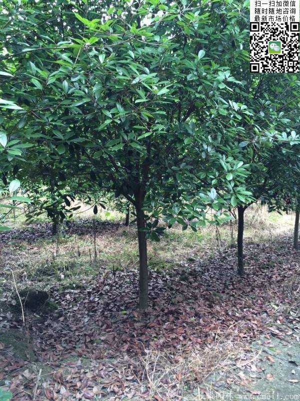 红叶石楠树--长景园林 红叶石楠树--长景园林