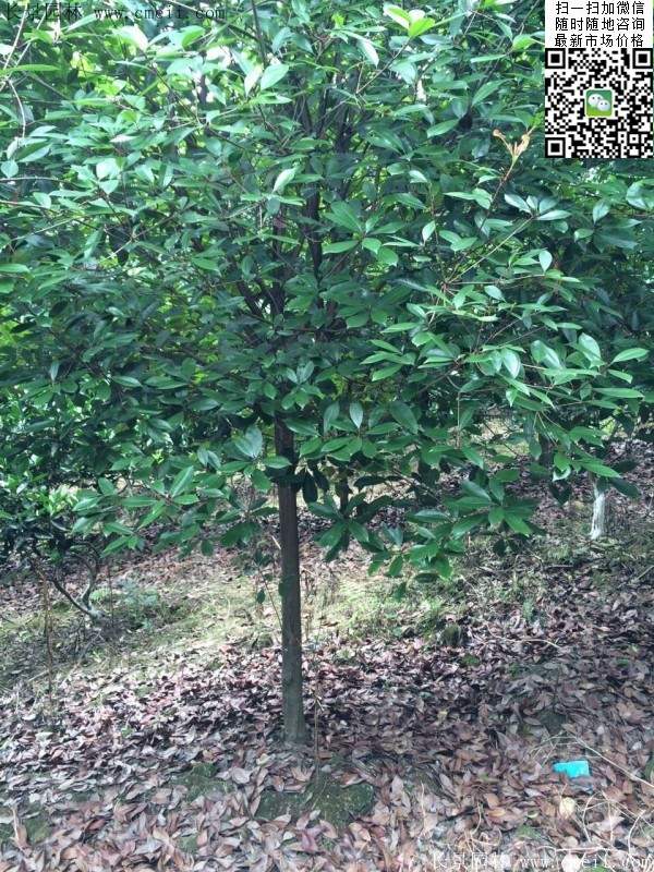 红叶石楠树--长景园林 红叶石楠树--长景园林