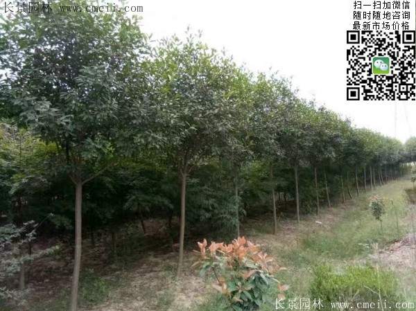 红叶石楠树--长景园林 红叶石楠树--长景园林