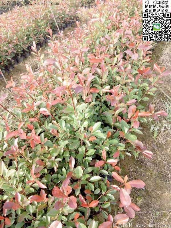 红叶石楠--长景园林
