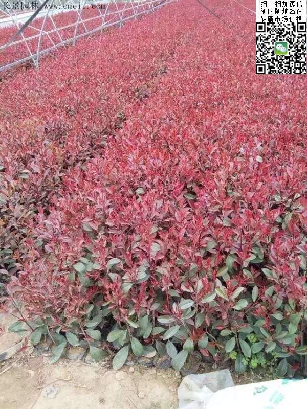 红叶石楠--长景园林