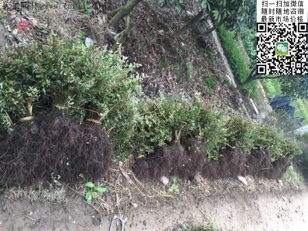 火棘--长景园林 火棘--长景园林