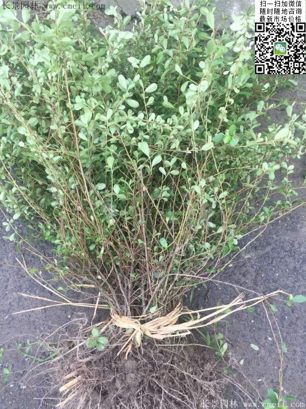 火棘--长景园林 火棘--长景园林