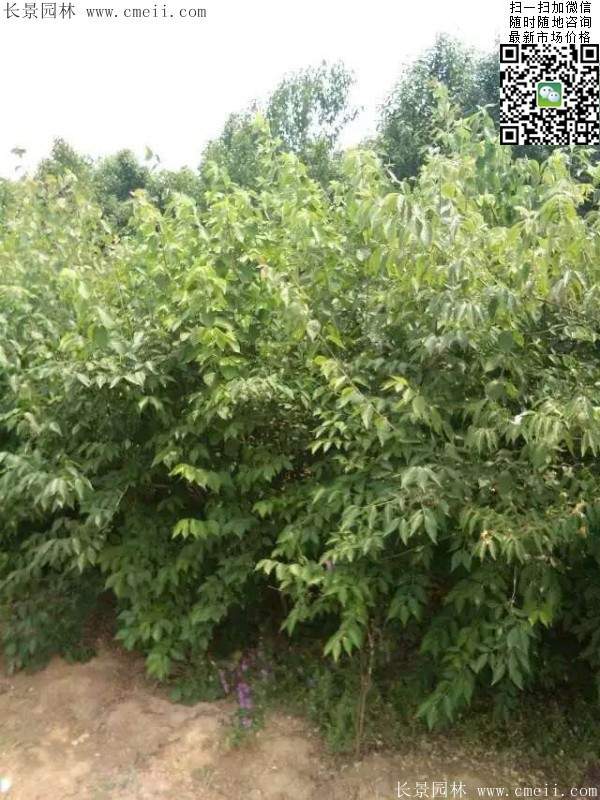 金银木 金银木