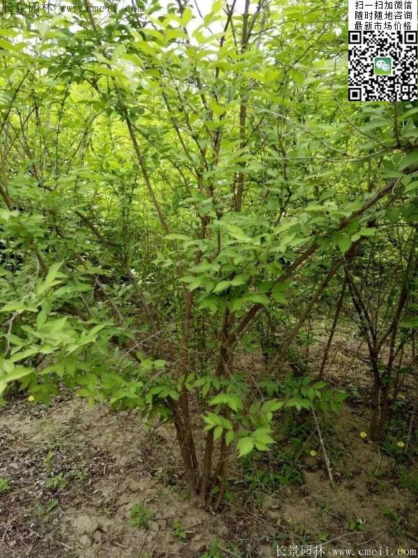 金银木 金银木