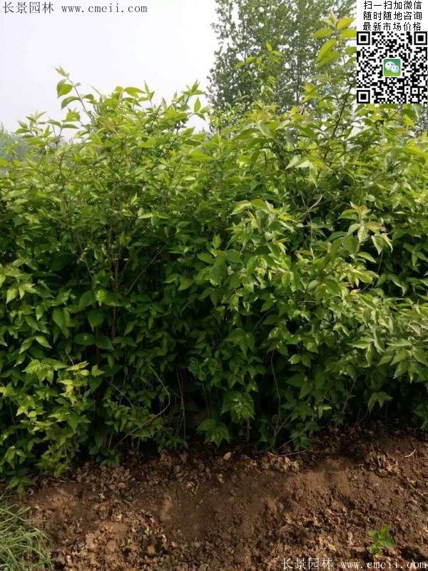 金银木 金银木