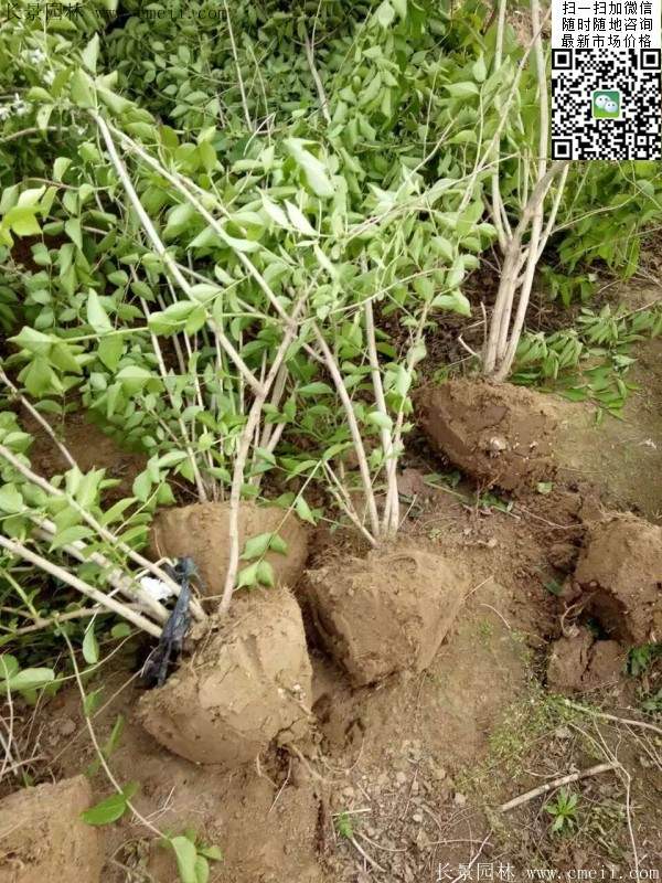 金银木基地 金银木基地
