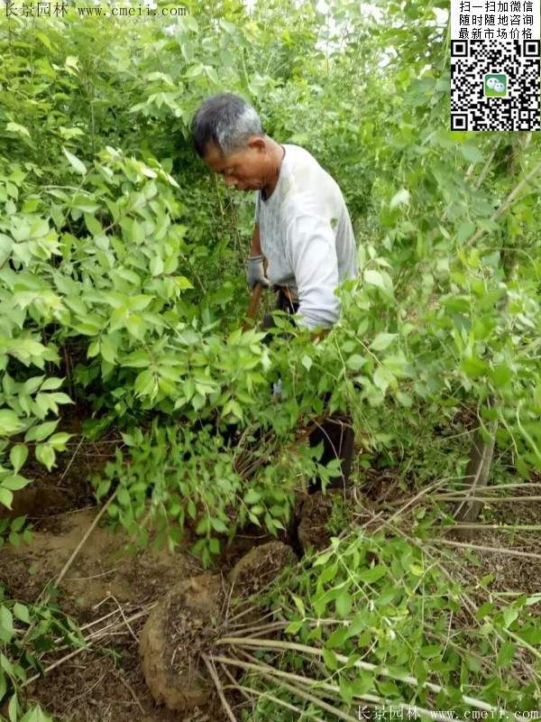 金银木基地