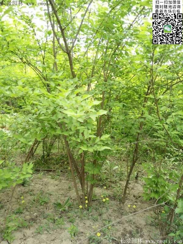金银木基地
