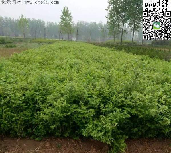 金银木基地