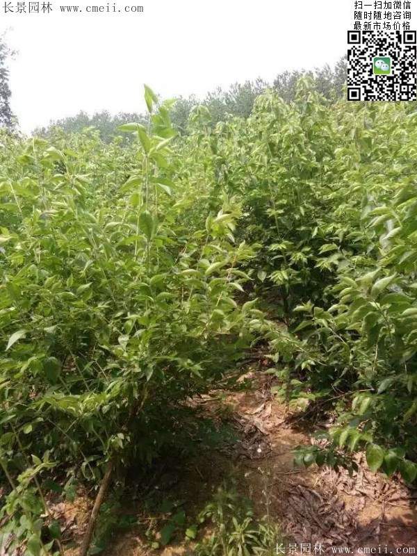 金银木基地