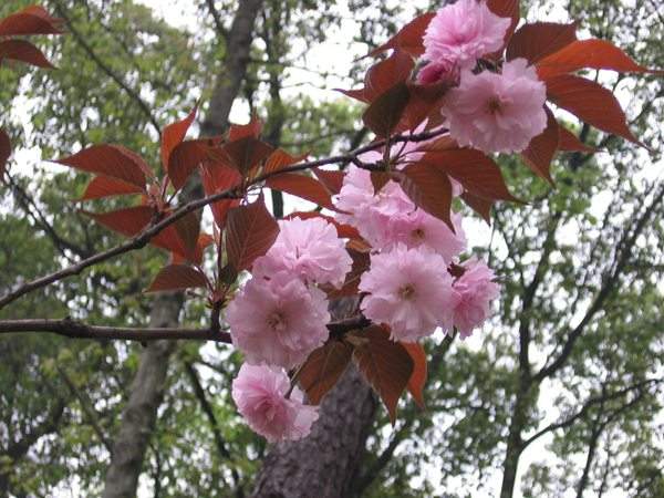 红叶樱花