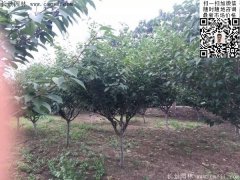 2016下半年最新最全樱花树苗价格已出，请更新