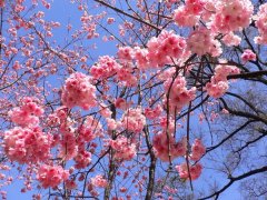 樱花的花语是什么，有什么寓意？