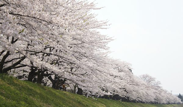 染井吉野樱花