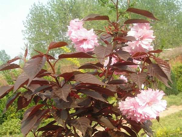 红叶樱花