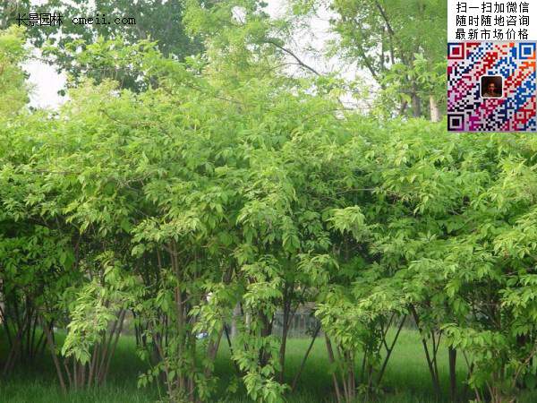 金银木基地 金银木基地