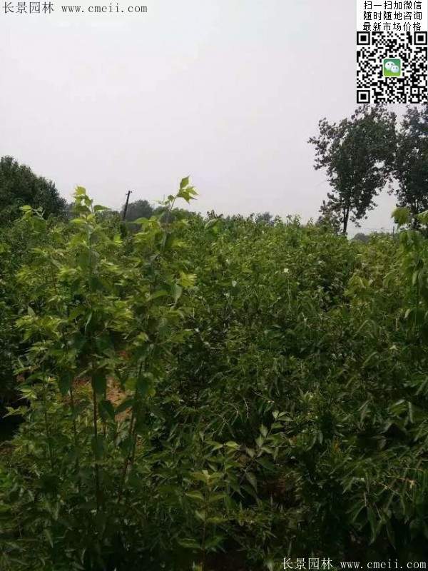 金银木基地 金银木基地