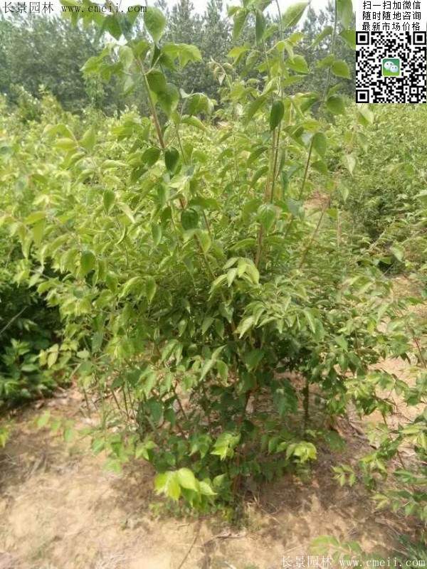 金银木基地 金银木基地