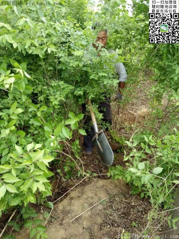 金银木基地 金银木基地