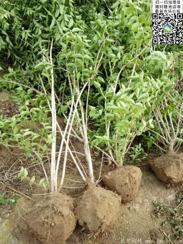 金银木基地 金银木基地
