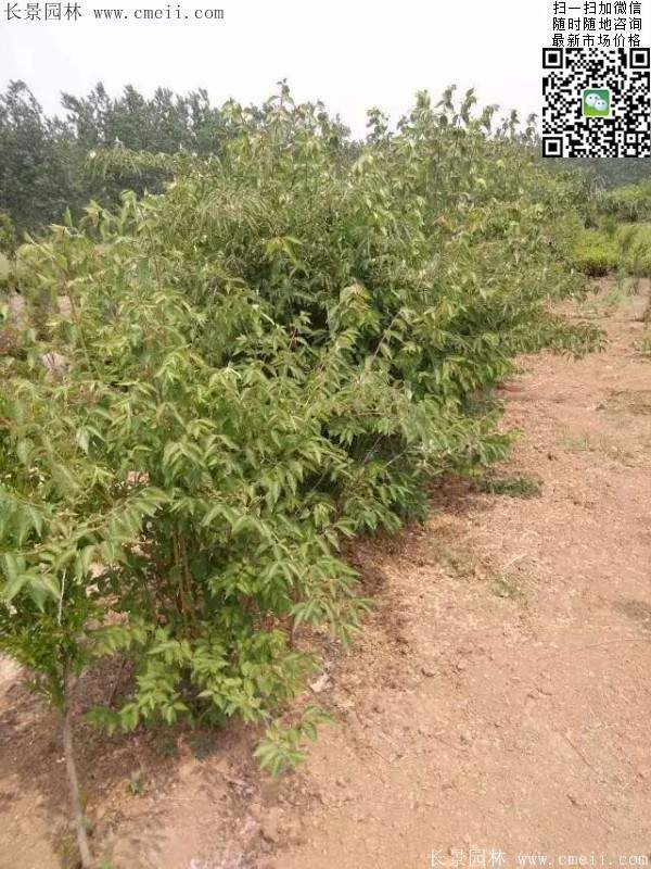 金银木基地 金银木基地
