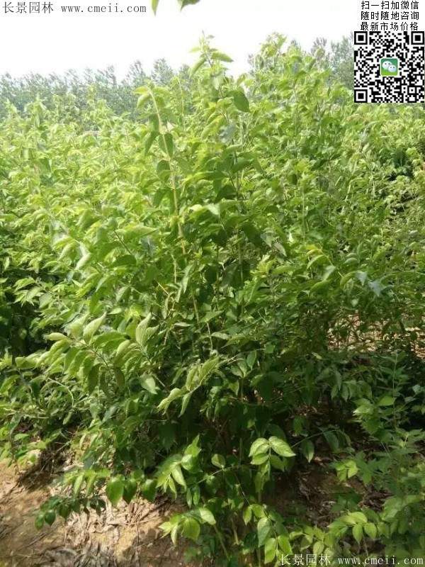 金银木小苗 金银木小苗